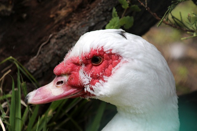 的板凳球员 的板凳球员